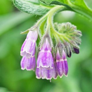 Ekstrakt z żywokostu