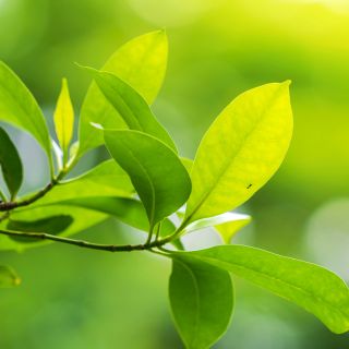 Naturalna formuła, łatwa aplikacja